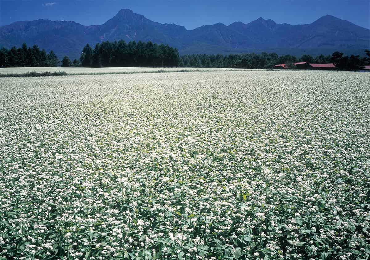 国産そば粉は産地によってどんな特徴がある？